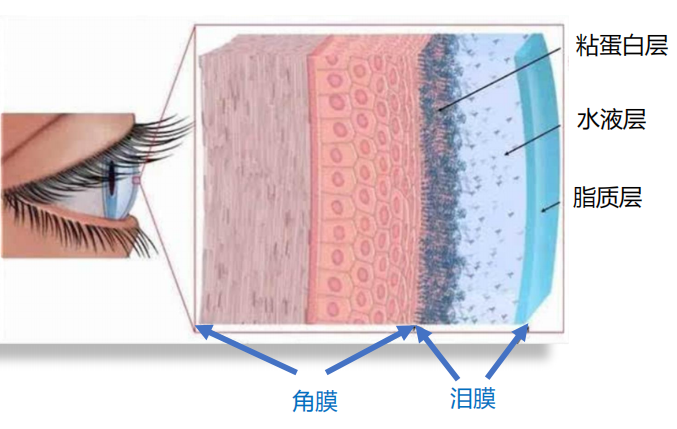为什么检查角膜要用试纸警惕！这种眼病发病率飙升，严重时可能会致盲..._https://www.jmylbn.com_新闻资讯_第4张