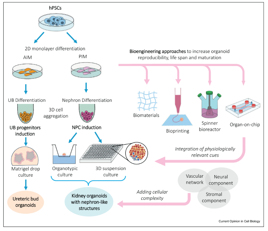 雙光子聚合3D打印推動(dòng)微流控技術(shù)推動(dòng)腎臟類器官模型發(fā)展