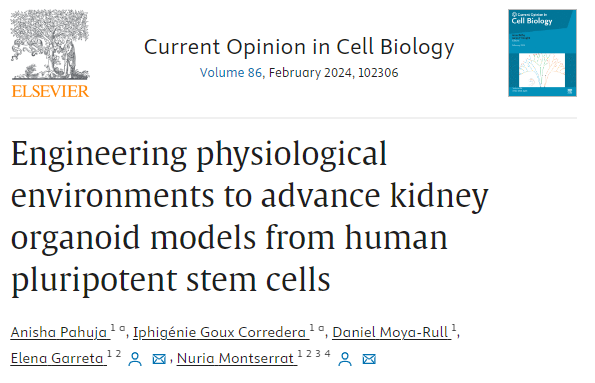 雙光子聚合3D打印推動(dòng)微流控技術(shù)推動(dòng)腎臟類器官模型發(fā)展