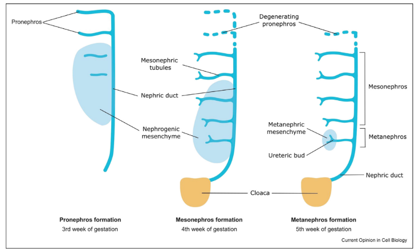 雙光子聚合3D打印推動(dòng)微流控技術(shù)推動(dòng)腎臟類器官模型發(fā)展