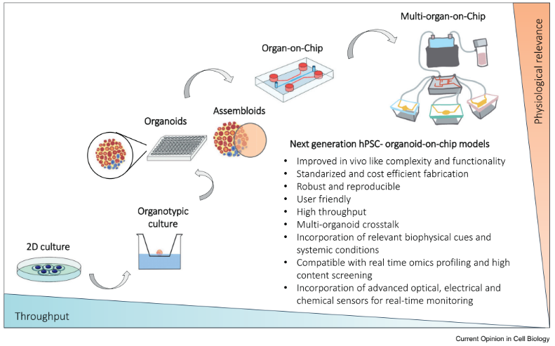 雙光子聚合3D打印推動(dòng)微流控技術(shù)推動(dòng)腎臟類器官模型發(fā)展