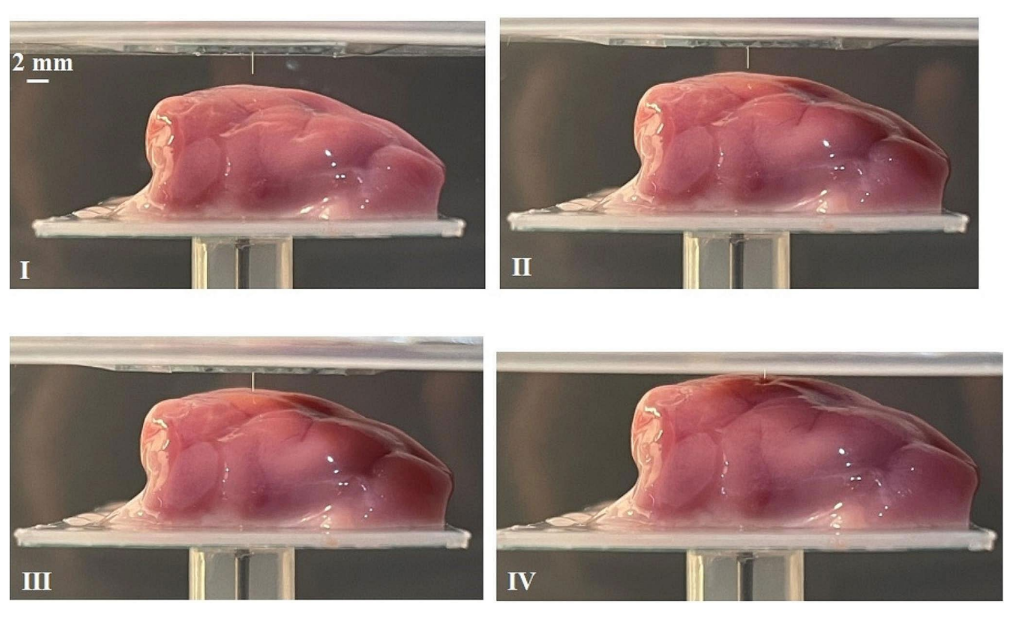 雙光子灰度光刻技術(shù)推進(jìn)神經(jīng)微探針研究進(jìn)程