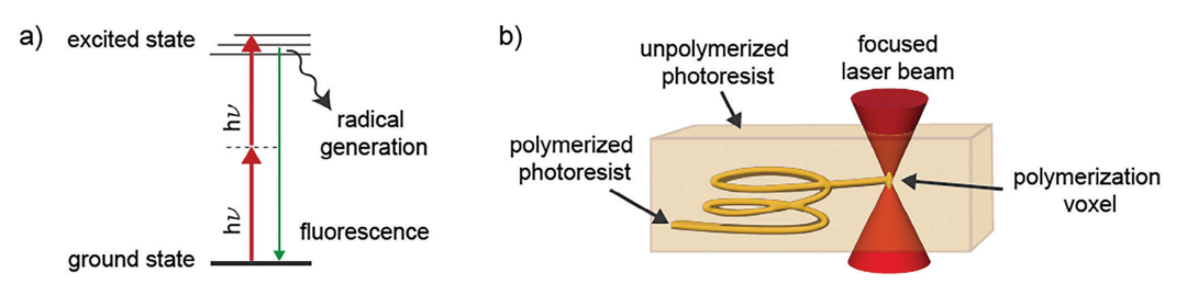 雙光子3D打印大腦：MRI微觀結(jié)構(gòu)驗(yàn)證的新篇章