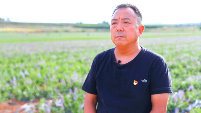 渑池县张村镇丹参花开丰收在望