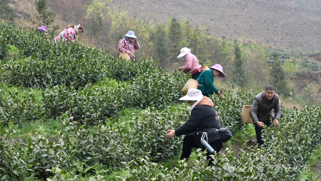 白茶采摘标准图片图片