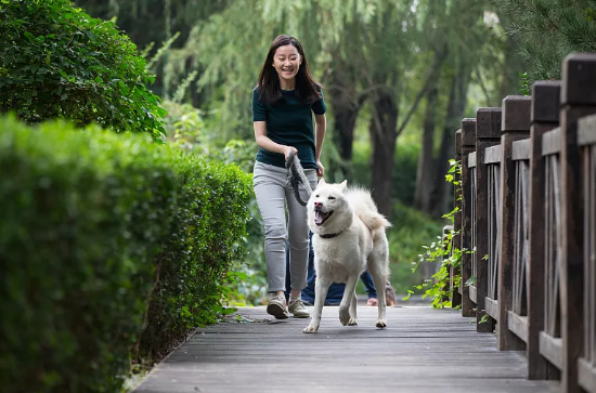 強制免疫、養犬登記、禁養烈性犬……貴陽發布關於規范養犬管理的告示！ 寵物 第1張