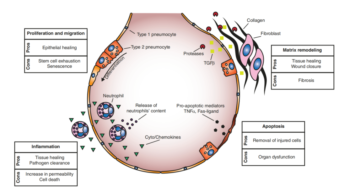 呼吸机ac是什么意思呼吸机导致的肺损伤和肺保护性通气_https://www.jmylbn.com_新闻资讯_第5张
