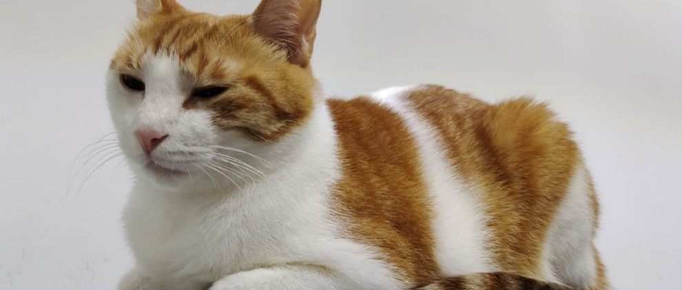 心大的橘猫在公园里直接睡着还打呼，游人看见后马上拍照