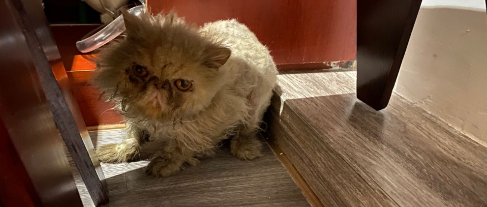 流浪到花店的加菲猫被收养后，剃成大头光身子，真相就是她找到好主人啦~