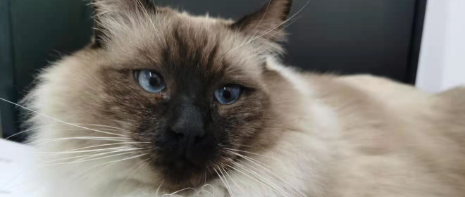 主人在加班时猫咪就睡在键盘上监督，加油吧打工人