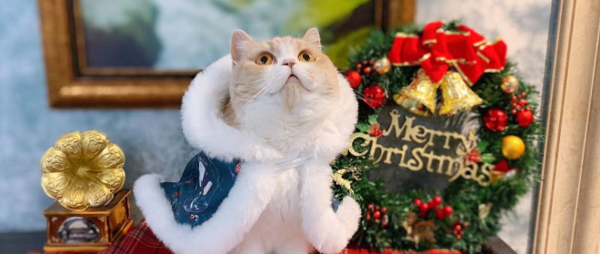 当小猫咪被打扮成圣诞树的模样....