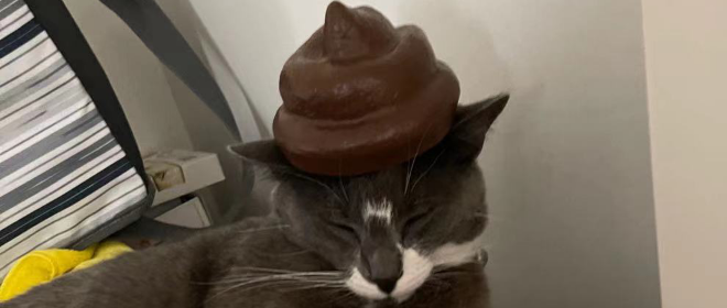 猫咪来地球的真实目的，原来如此邪恶