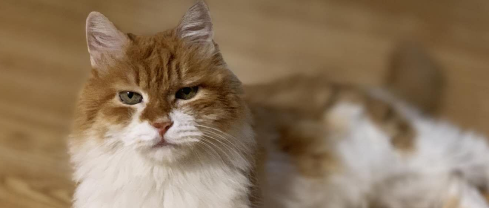 17岁高龄橘猫，绝美侧颜杀每一张照片都那么漂亮