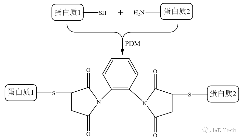 戊二醛交联法图片