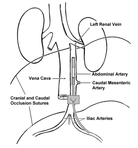 无干扰获取动物的真实血压--动物血压无线遥测技术路线解读