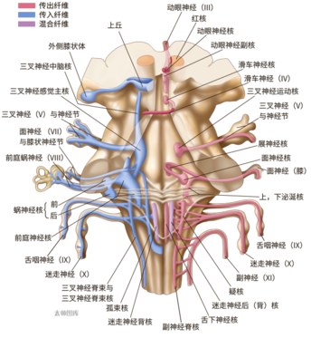 自由活动状态下的真实脑电--动物脑电无线遥测技术解读