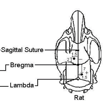 自由活动状态下的真实脑电--动物脑电无线遥测技术解读