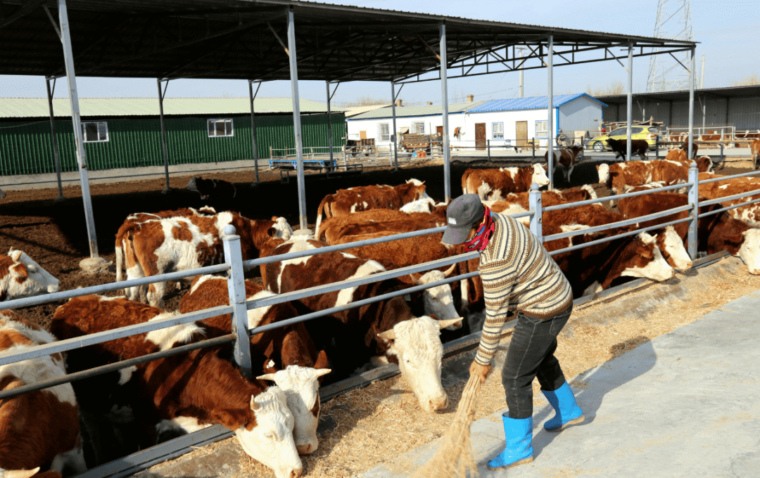 肉牛养殖技术和方法，肉牛养殖多久出栏？如何提高肉牛养殖效益？_搜狐网
