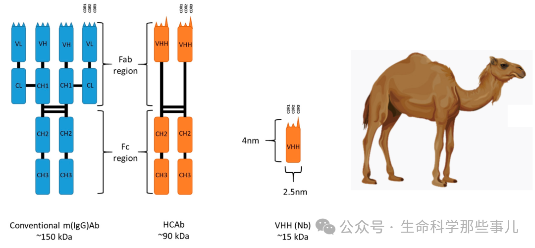 图2，常规抗体、重链抗体和纳米抗体的示意图.png