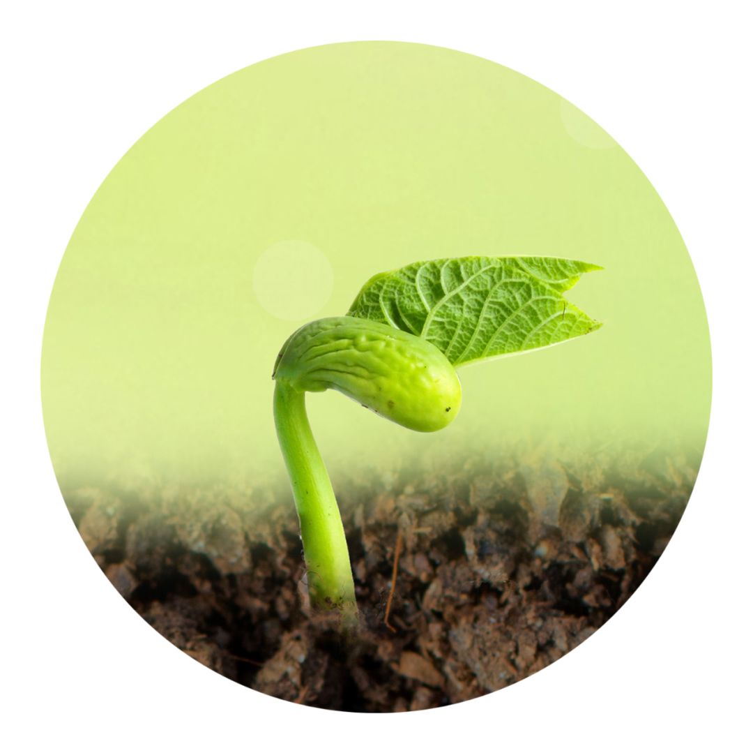 长颈鹿vip精品课包 35天英语力养成记 济南长颈鹿美语