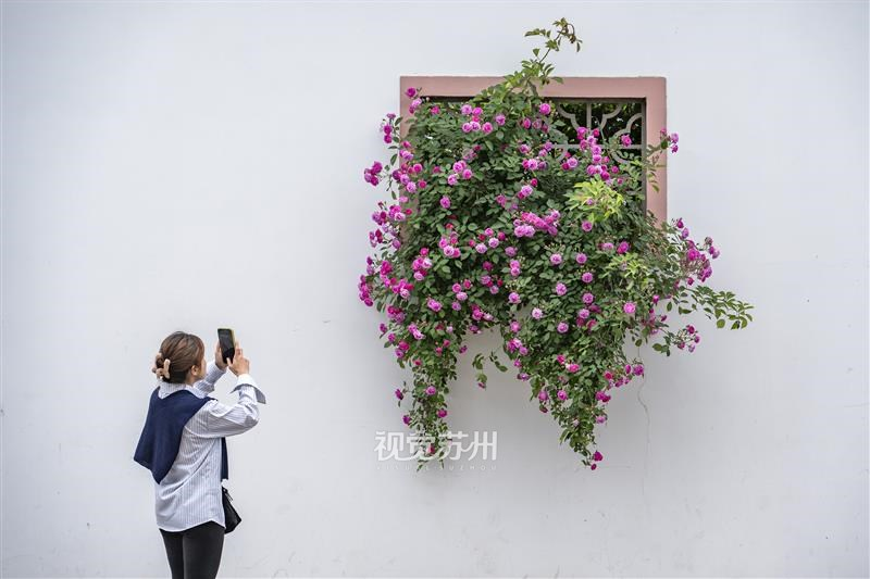 沧浪亭街古朴花窗间，蔷薇花悄然绽放，让路过的爱花市民惊喜万分，纷纷驻足打卡留影。