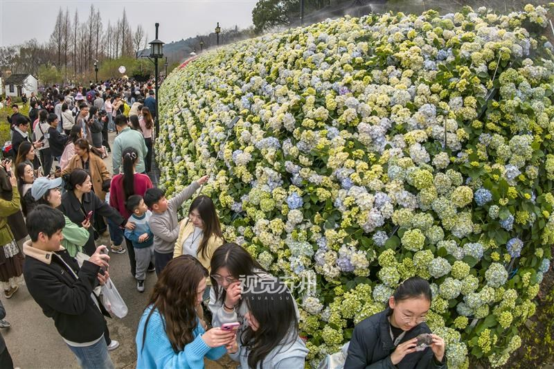 近日，上方山国家森林公园百花节的绣球花墙成为打卡热门地。