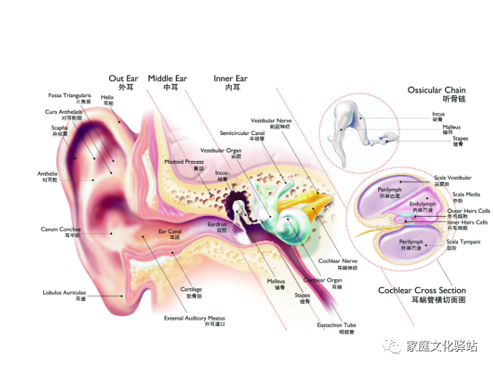 听统训练是什么感觉统合训练基础知识---听知觉_https://www.jmylbn.com_新闻资讯_第7张