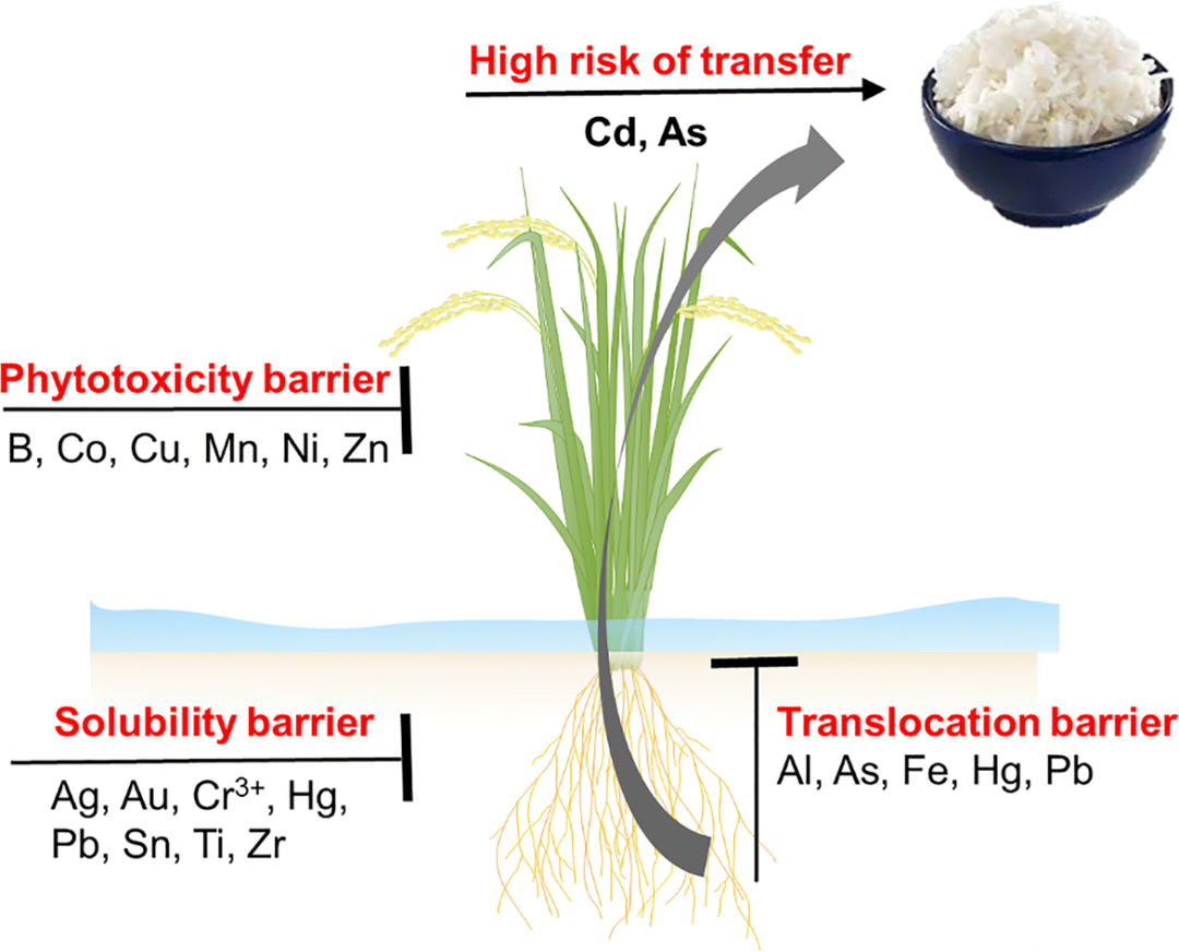 LI-6800應(yīng)用案例|【Field Crops Res.】鎘低積累水稻品種的氮吸收、光合作用及產(chǎn)量穩(wěn)定性評估