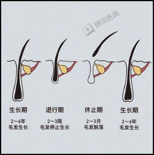 秋冬季，你脱发会更严重了吗？