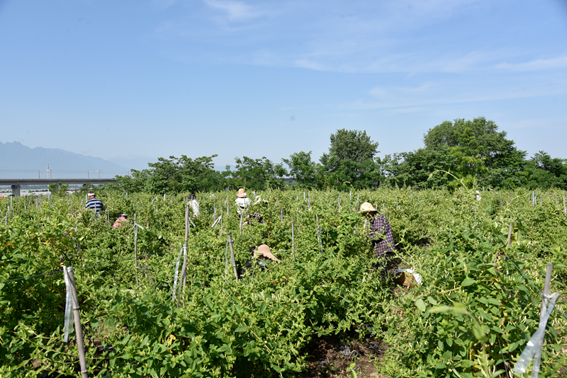 【新质观察室】杨凌示范区：以科技创新闯出农业现代化“新范式”_fororder_图片7