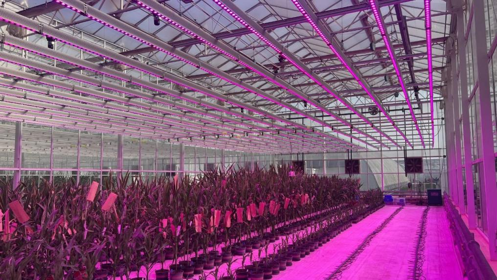 【新质观察室】杨凌示范区：以科技创新闯出农业现代化“新范式”_fororder_图片6