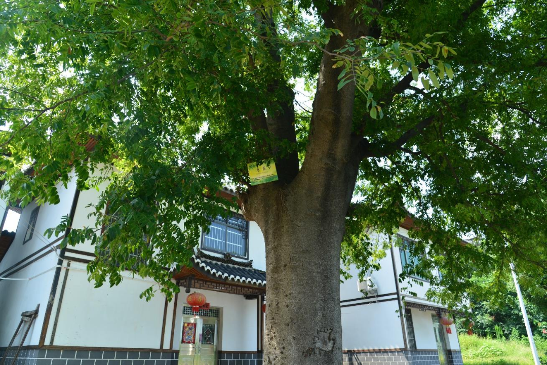 百年皂荚树.png