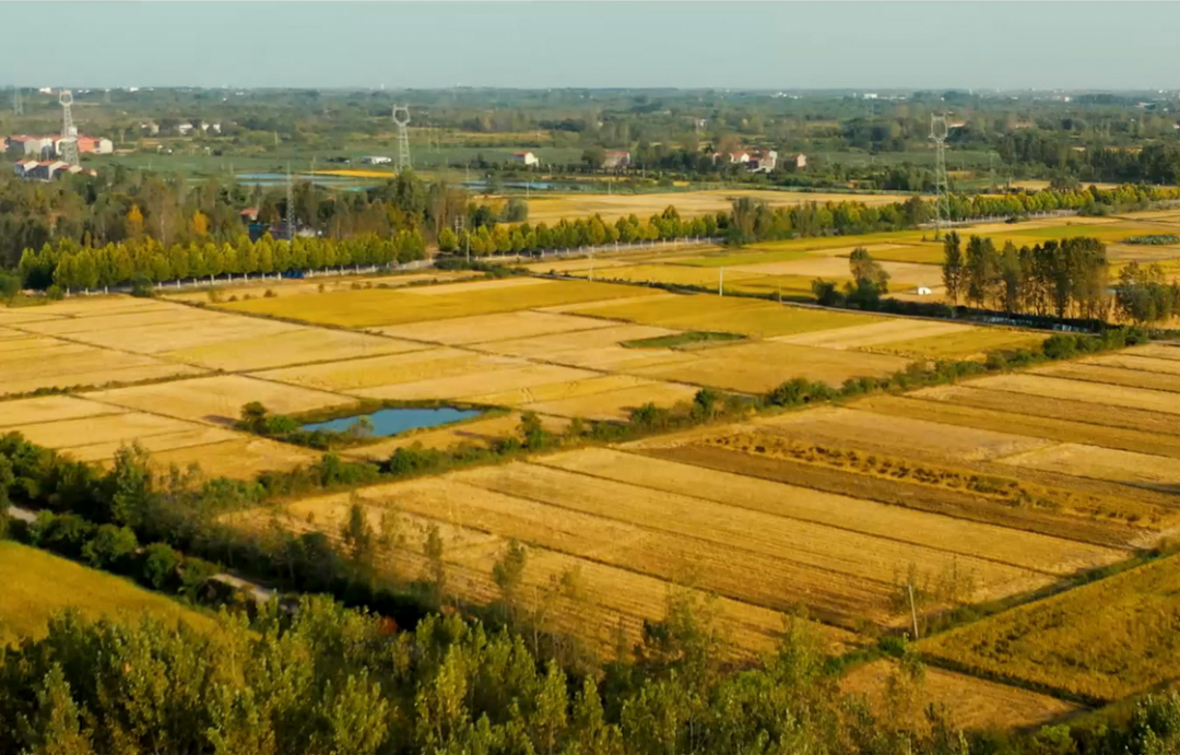 919e23d998aebffc67b31a31d309385d