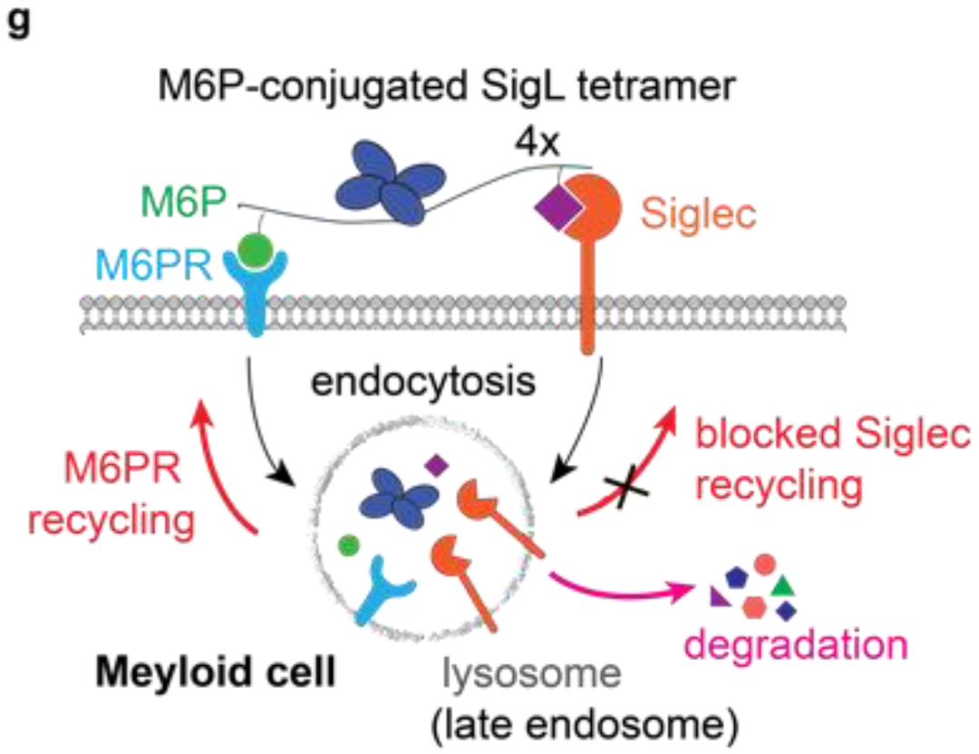 Incucyte® 與諾貝爾獎(jiǎng)的故事｜靶向聚糖的腫瘤治療篇