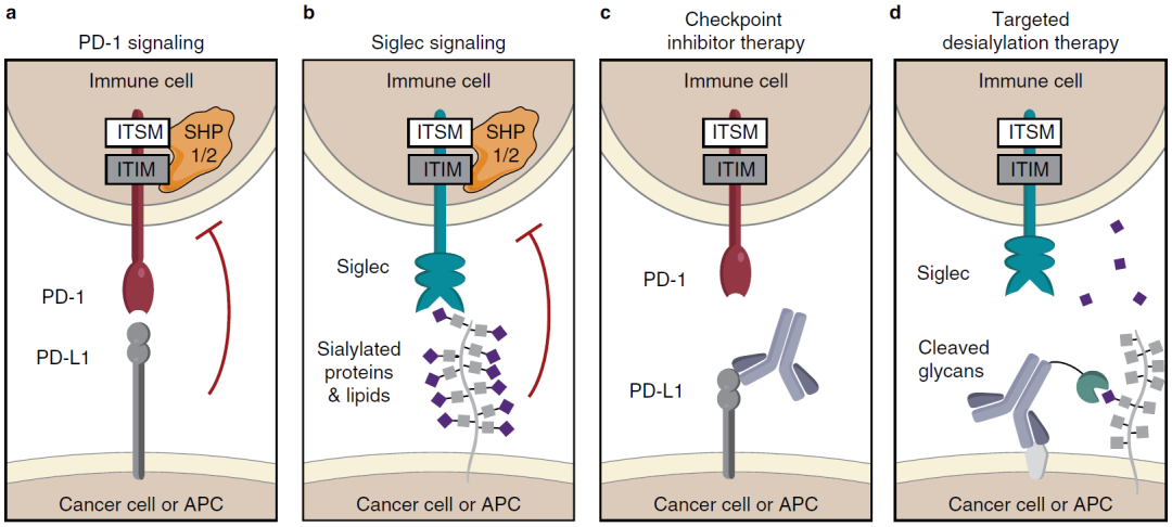 Incucyte® 與諾貝爾獎(jiǎng)的故事｜靶向聚糖的腫瘤治療篇