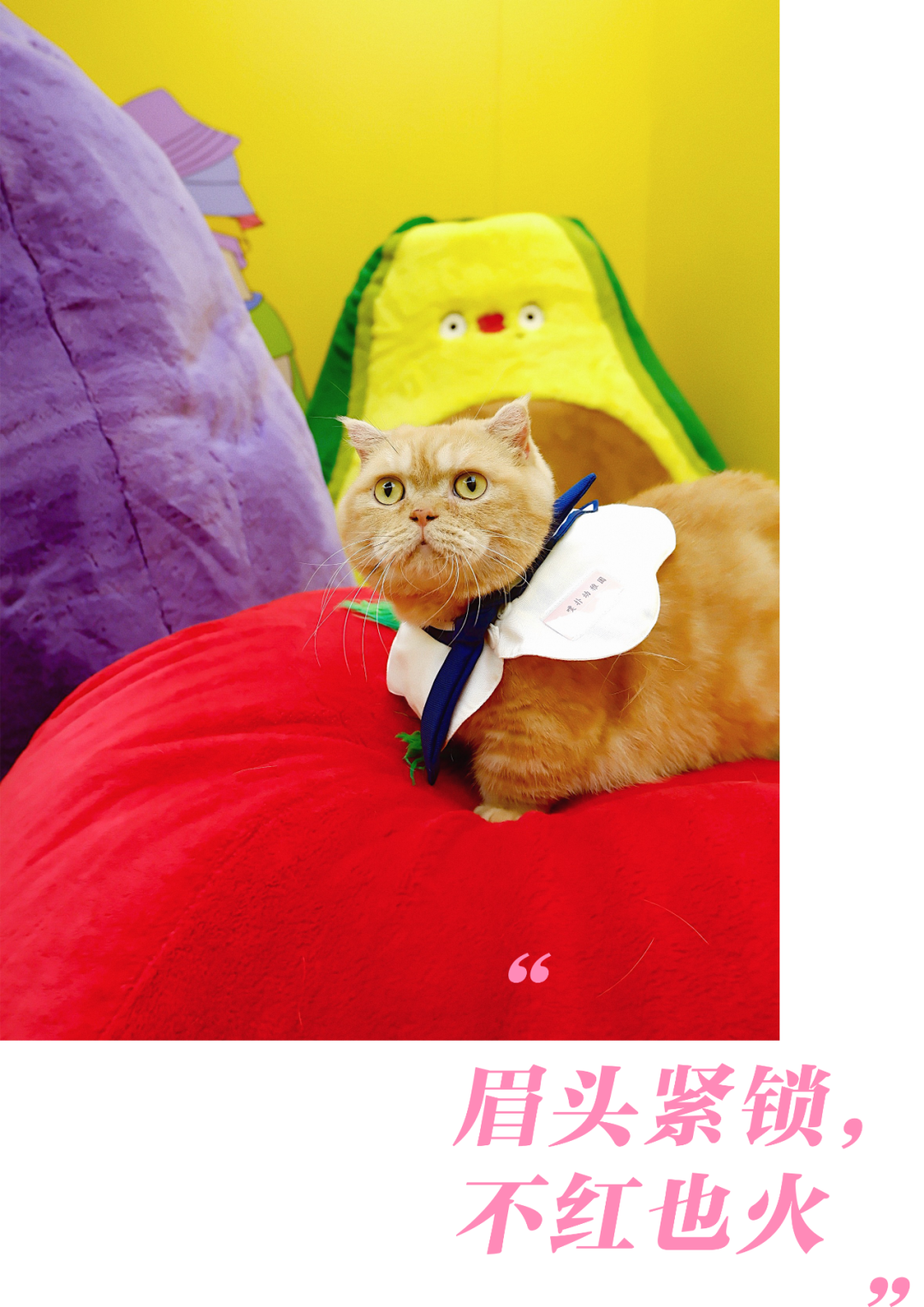 被王一博选中的猫中boss Deco时髦朋友 Elledeco家居廊 微信公众号文章阅读 Wemp