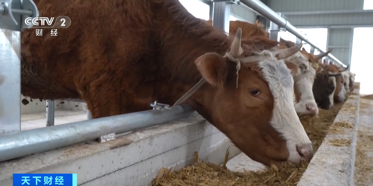 牛肉价格持续下降？官方回应