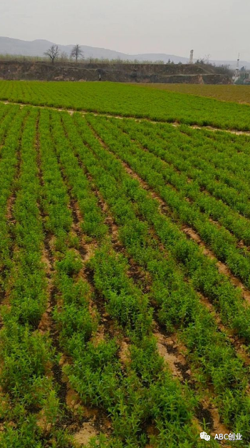 最贵的中药材一斤40万什么药材最赚钱农村暴利种植，一亩地种子2000元的暴利生意，投资小利润高，适合咱老百姓创业