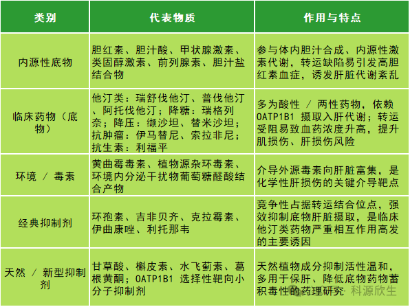 科源欣生推出新品 OATP1B1转运体细胞