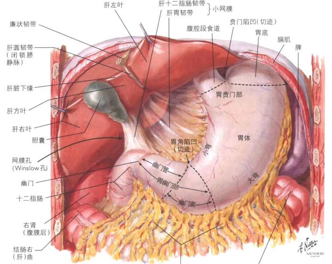 hr是什么手术胃癌腹腔镜手术操作-上海聚慕医疗器械有限公司