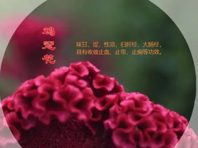 中药-鸡冠花的功效(收敛止血、止带、止痢)