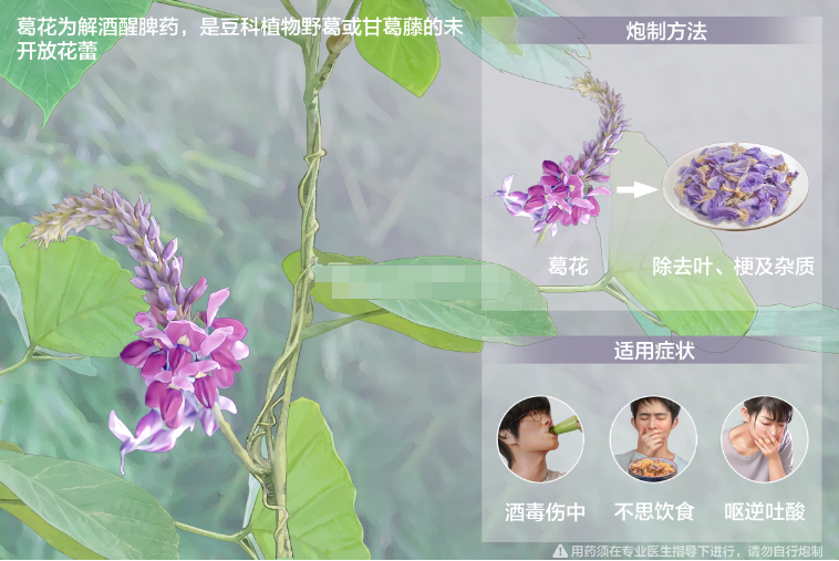 中药-葛花的功效(解酒毒、醒脾和胃)