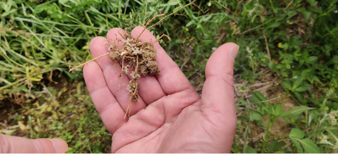 應朝陽研究員(右一)現場講解根瘤菌的作用中國福建三農網福州5月6日訊