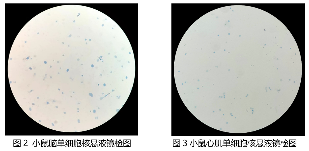 百奧益康細(xì)胞核懸液制備試劑盒