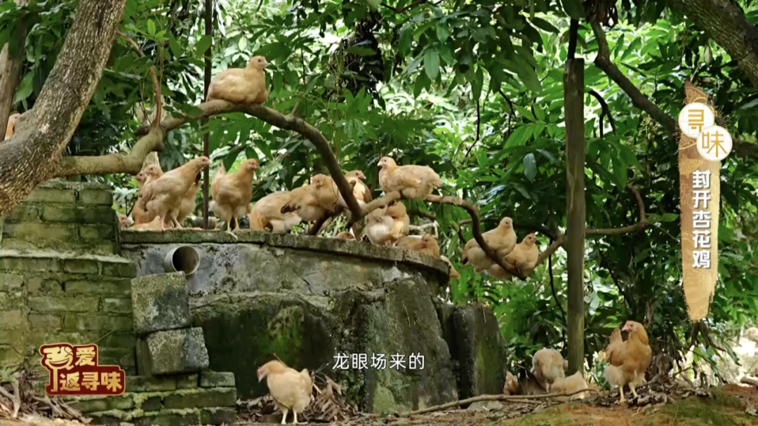 怎么联系当地鸡果然是人杰地灵~美味的封开杏花鸡和这些当地名产搭配1+1肯定大于2！_https://www.jmylbn.com_新闻资讯_第4张