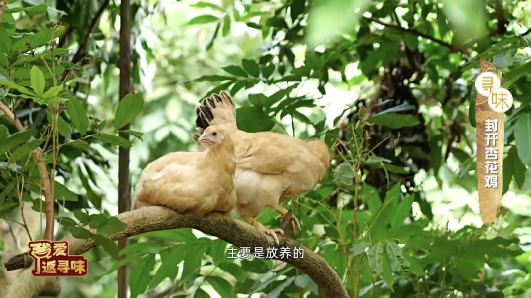 怎么联系当地鸡果然是人杰地灵~美味的封开杏花鸡和这些当地名产搭配1+1肯定大于2！_https://www.jmylbn.com_新闻资讯_第5张