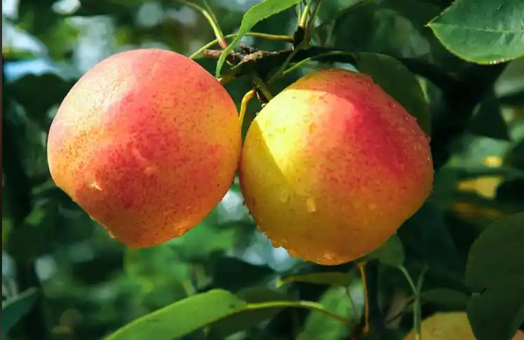 川滇明珠网｜果似火把味清甜！会东这颗高原珍果香飘四方插图1