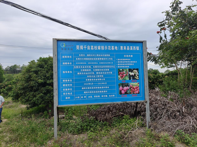 莞揭千亩荔枝嫁接示范基地。