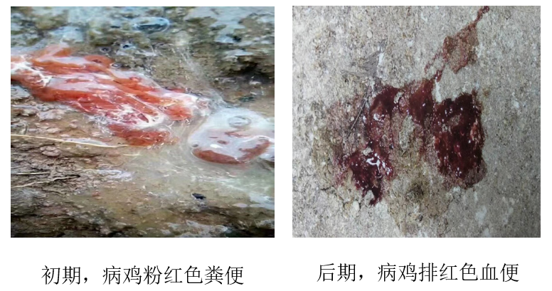 春季家禽常发病——鸡球虫病的诊断要点及治疗方案 - 四川省兽医协会