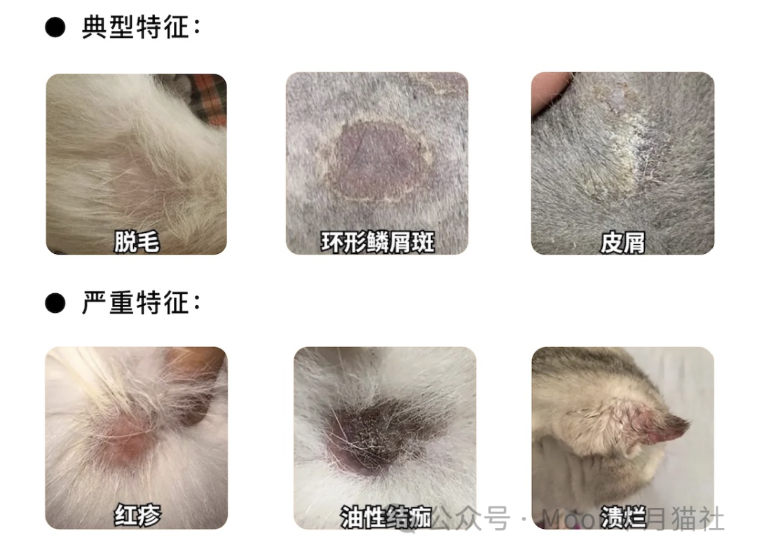 女子花2600元买猫后染上猫癣